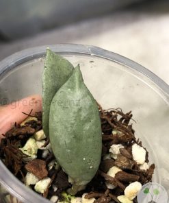 Hoya lacunosa 'Silver ABS'