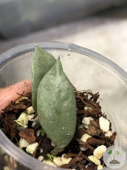 Hoya lacunosa 'Silver ABS'