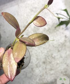 Hoya collina IR-26 sp Papua