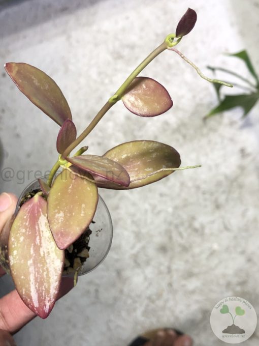 Hoya collina IR-26 sp Papua