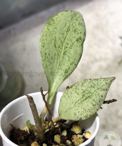 Hoya nicholsoniae 'New Guinea Ghost' - B