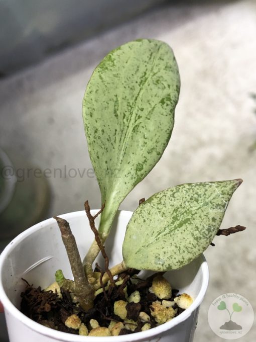 Hoya nicholsoniae 'New Guinea Ghost' - B