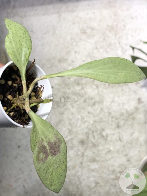 Hoya nicholsoniae 'New Guinea Ghost' - A