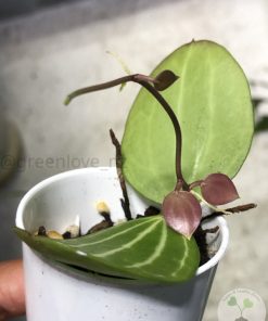 Dischidia ovata