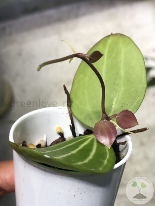 Dischidia ovata