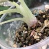 Alocasia Black Velvet Pink Variegated with corm