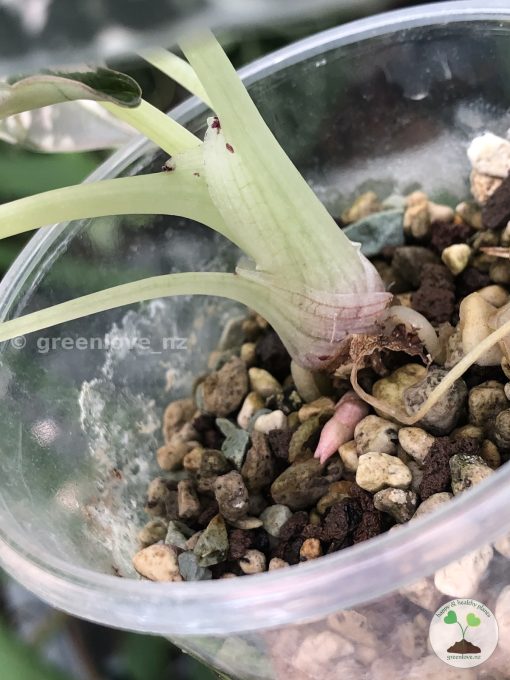 Alocasia Black Velvet Pink Variegated with corm