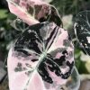 Alocasia Black Velvet Pink Variegated with corm