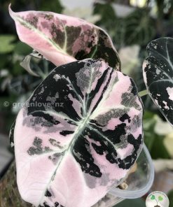 Alocasia Black Velvet Pink Variegated with corm
