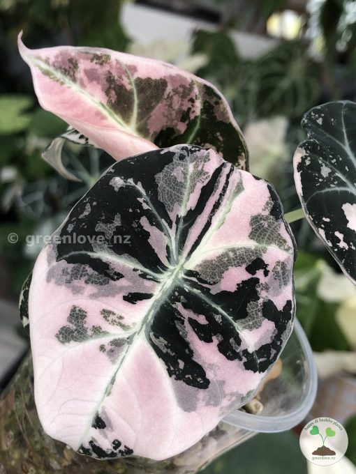 Alocasia Black Velvet Pink Variegated with corm