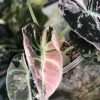 Alocasia Black Velvet Pink Variegated with corm