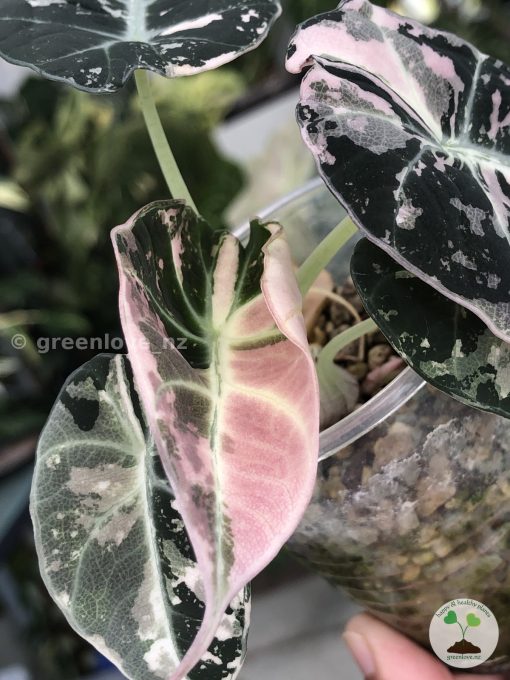 Alocasia Black Velvet Pink Variegated with corm