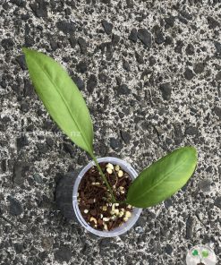 Anthurium vittariifolium X