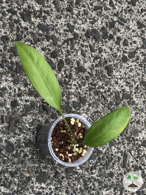 Anthurium vittariifolium X