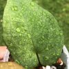 Anthurium RVDP Mint