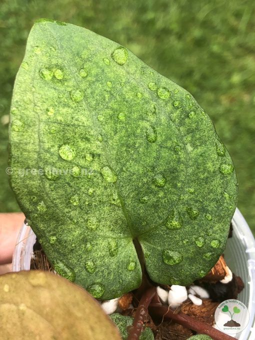 Anthurium RVDP Mint
