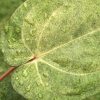 Anthurium RVDP Mint