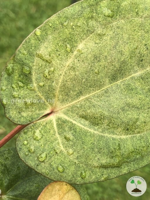 Anthurium RVDP Mint