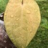 Anthurium RVDP Mint