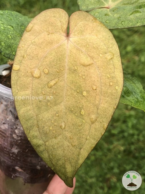 Anthurium RVDP Mint