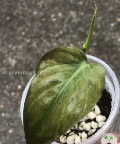 Rare Variegated Mint Micans