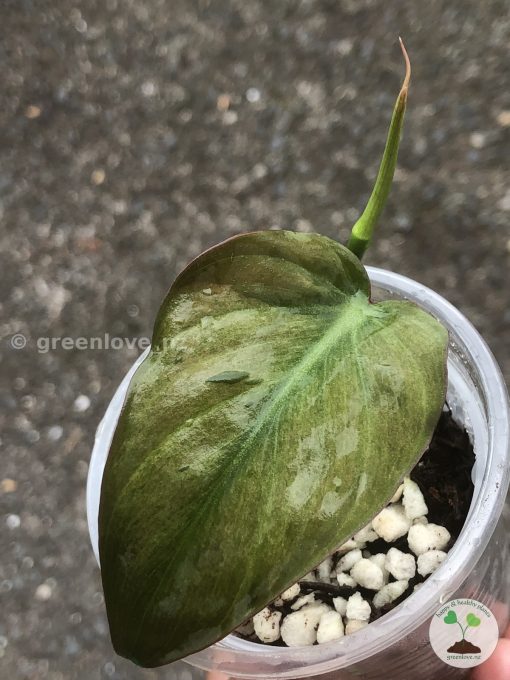 Rare Variegated Mint Micans