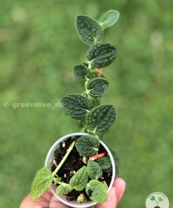 Rare Rhaphidophora Tenuis Silver - D