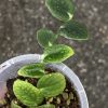 Rare Rhaphidophora Tenuis Silver - B