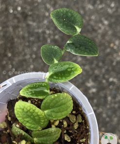Rare Rhaphidophora Tenuis Silver - B