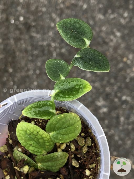 Rare Rhaphidophora Tenuis Silver - B