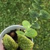 Rare Rhaphidophora Tenuis Silver - A