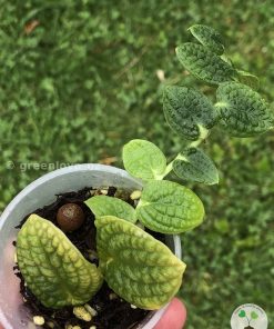 Rare Rhaphidophora Tenuis Silver - A
