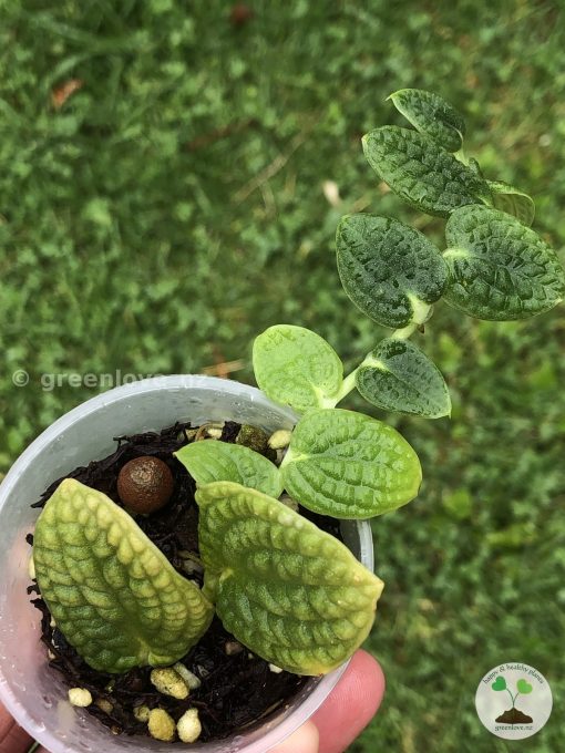 Rare Rhaphidophora Tenuis Silver - A