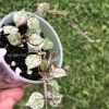 Hoya curtisii silver