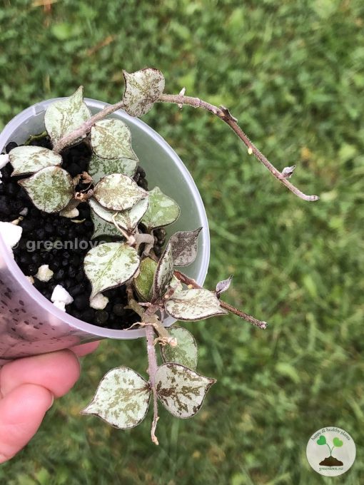 Hoya curtisii silver