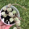 Hoya curtisii silver