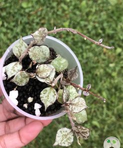 Hoya curtisii silver