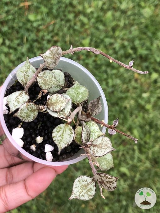 Hoya curtisii silver