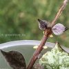 Hoya curtisii silver