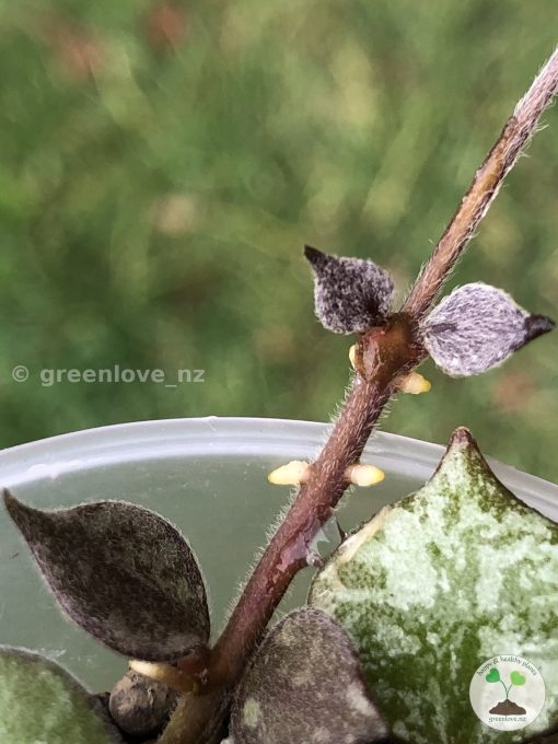 Hoya curtisii silver