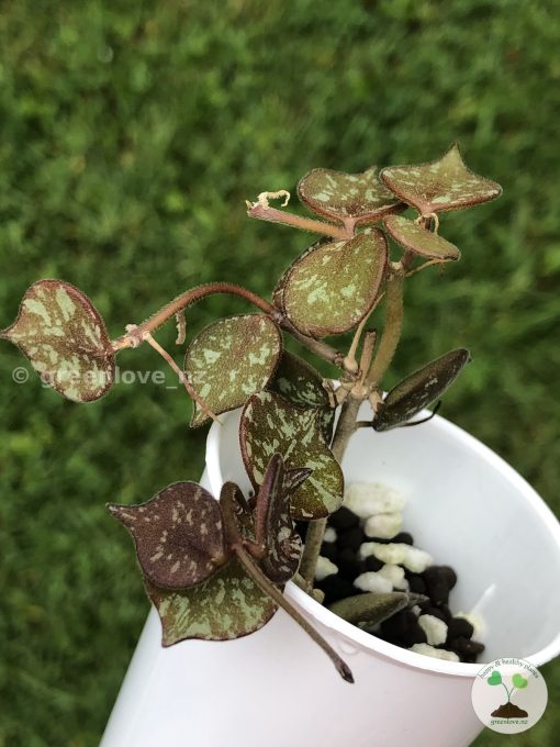 Hoya curtisii
