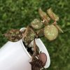 Hoya curtisii