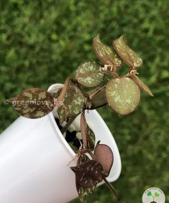 Hoya curtisii