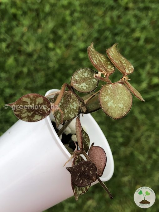 Hoya curtisii