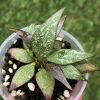 Hoya parviflora Splash