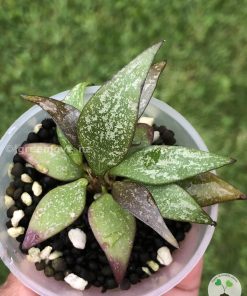 Hoya parviflora Splash