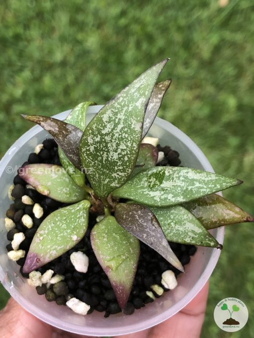 Hoya parviflora Splash