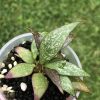Hoya parviflora Splash