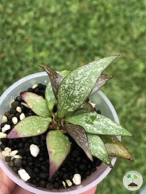 Hoya parviflora Splash