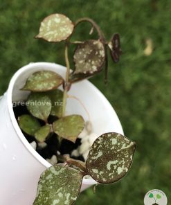 Hoya curtisii